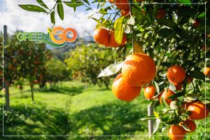 Quinta de Naranjas en Villa del Rosario GreenGo Citrus